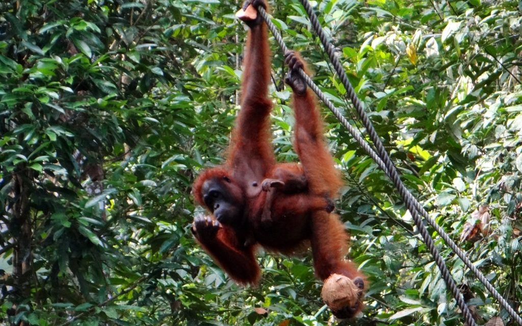 Orangutanger.