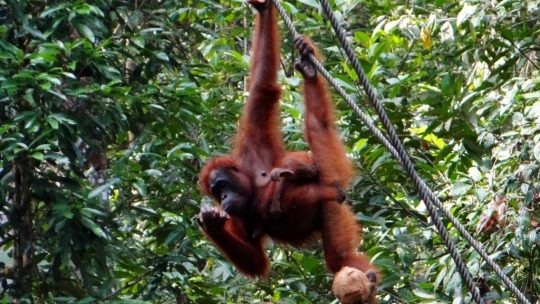 Orangutanger.