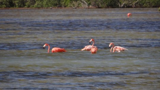 Mangrove, flamingoer og smaragdkolibri.