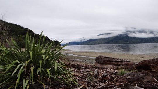 Vandring og fuglesang i Marlborough Sounds.