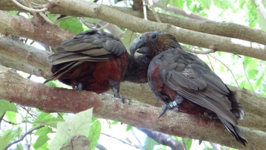 Fuglesang i Zealandia.