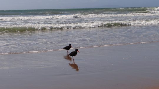 Coromandel.